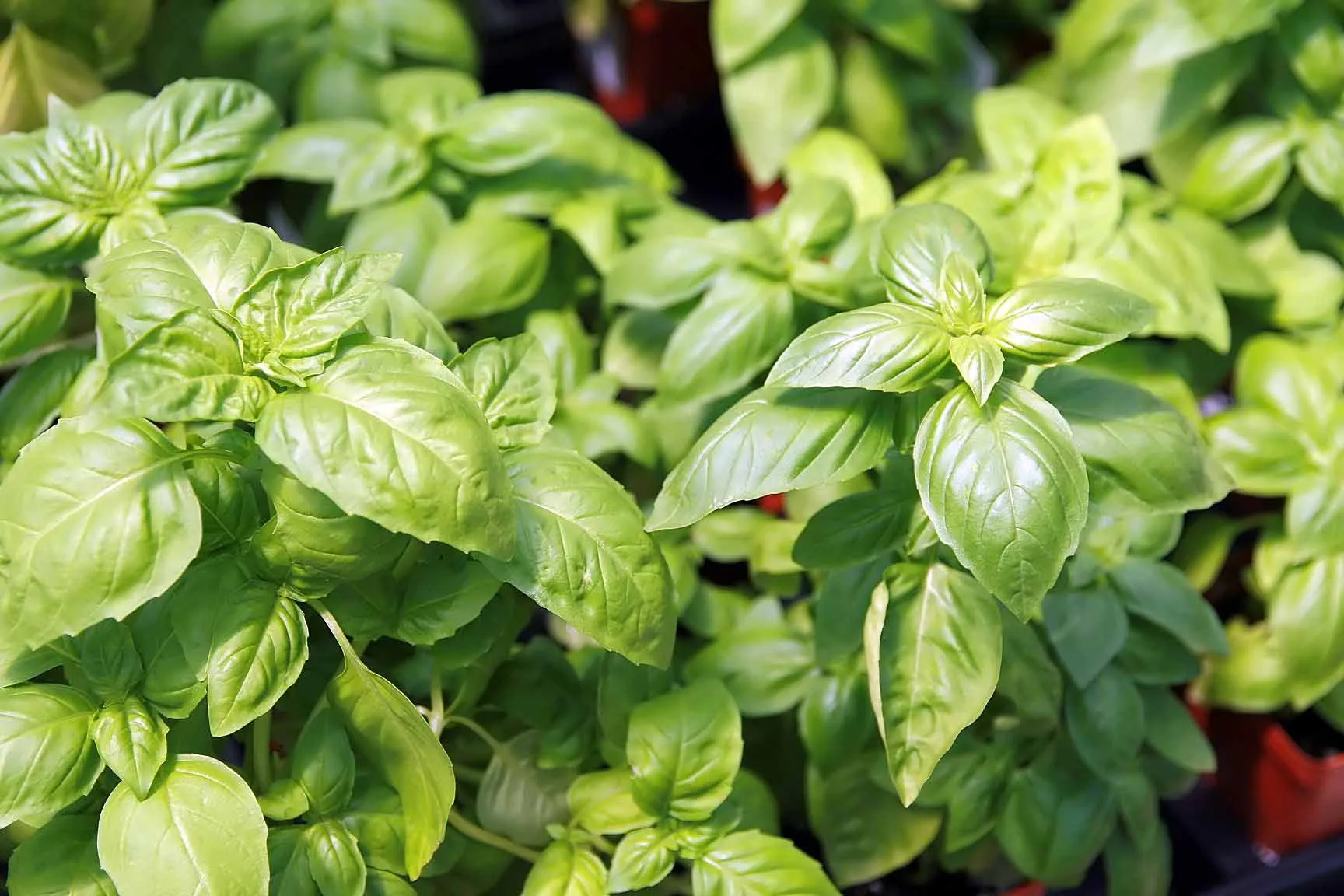 Fresh basil leaves on a green herb plant.