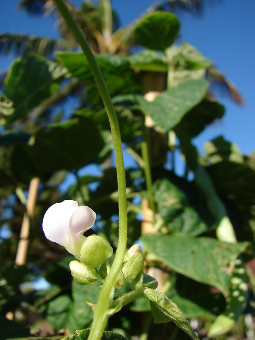 A pale bean flower and buds on a green stem against leafy foliage.