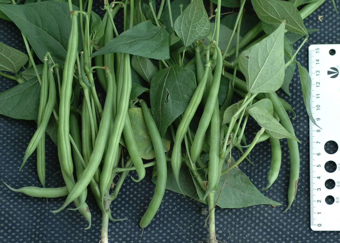 Green bean stems, leaves and slender pods laid beside a measuring gauge.