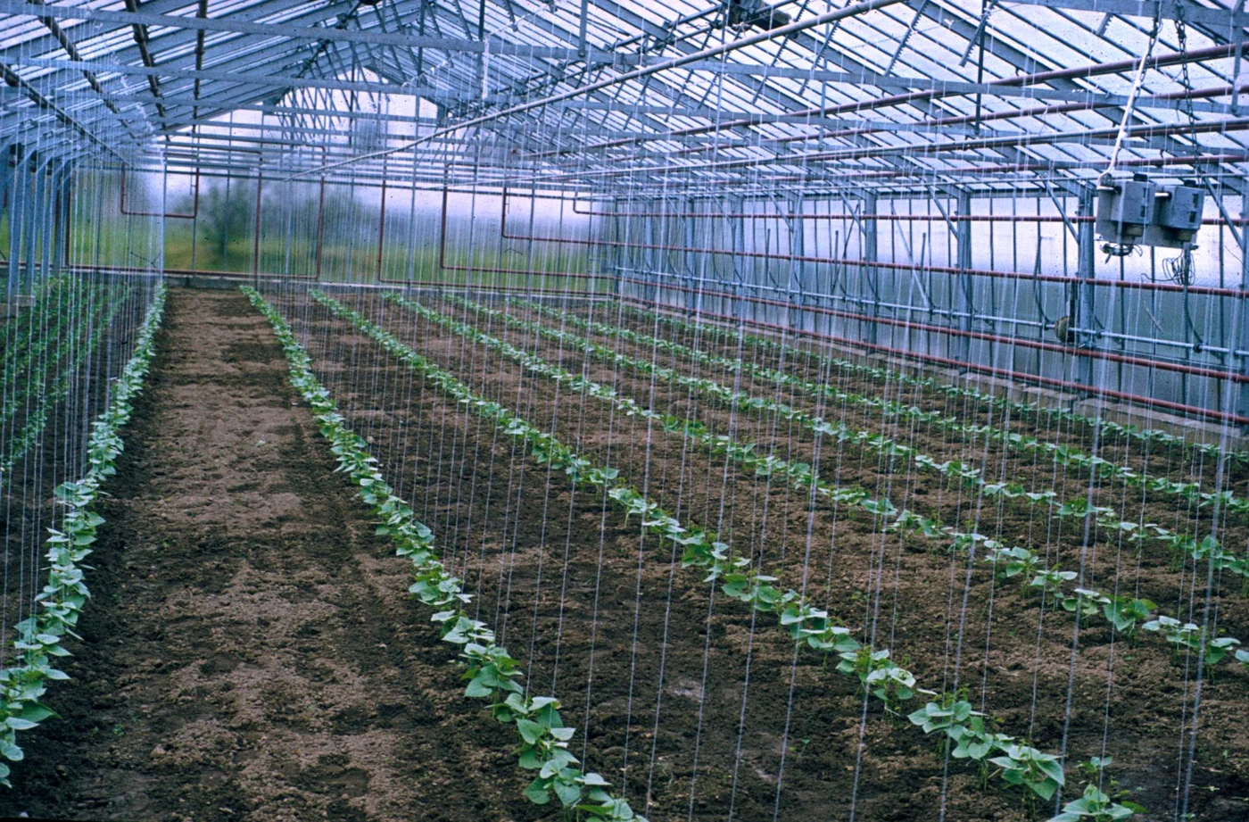 Rows of young pole beans beneath vertical support strings in a greenhouse.