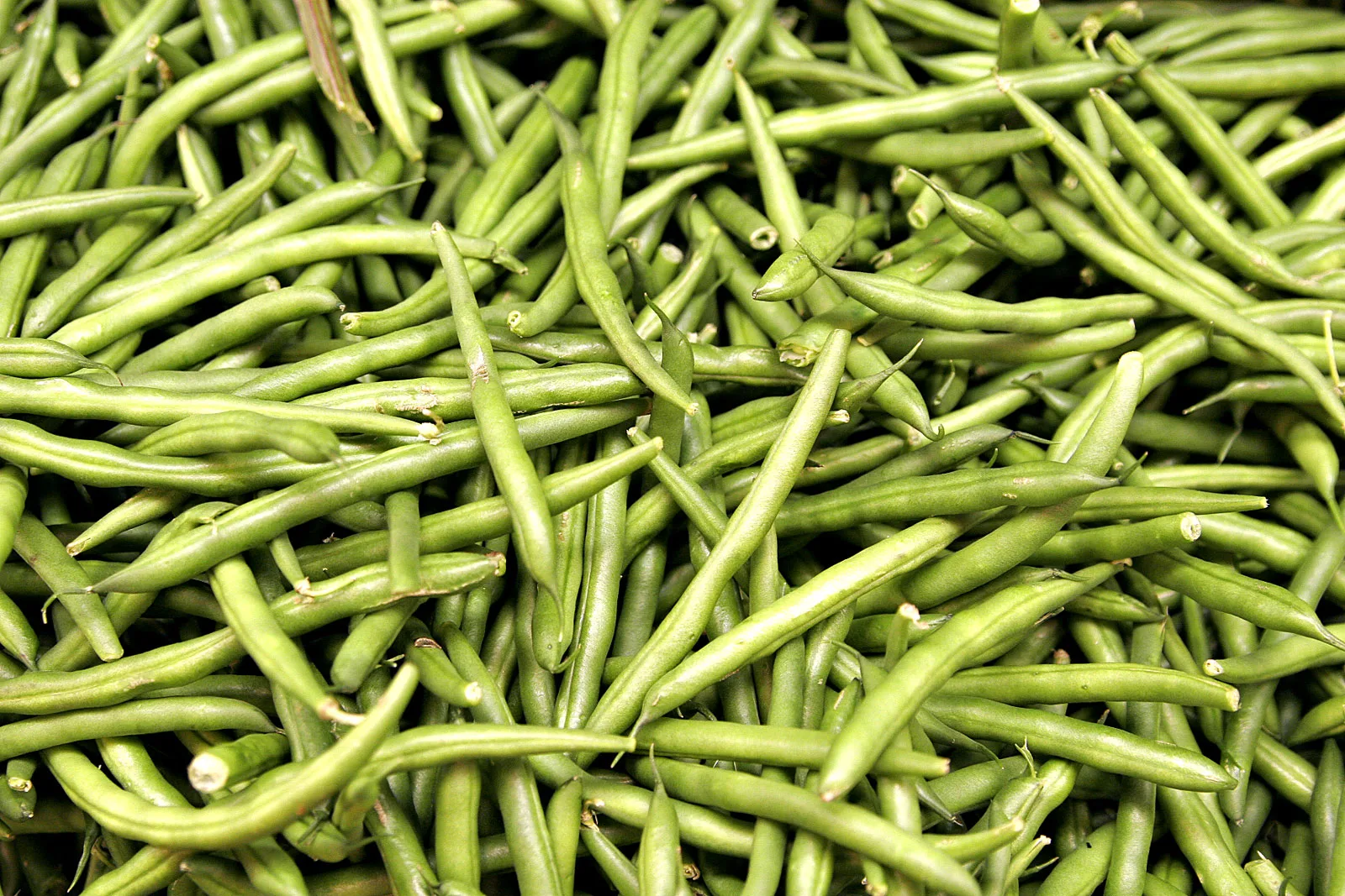Green bean pods growing on the plant.