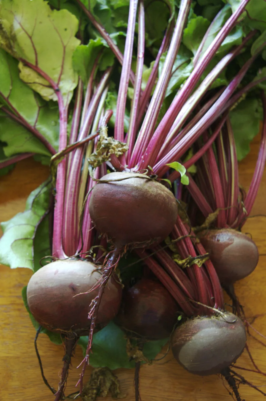 Fresh beet roots with leafy tops.