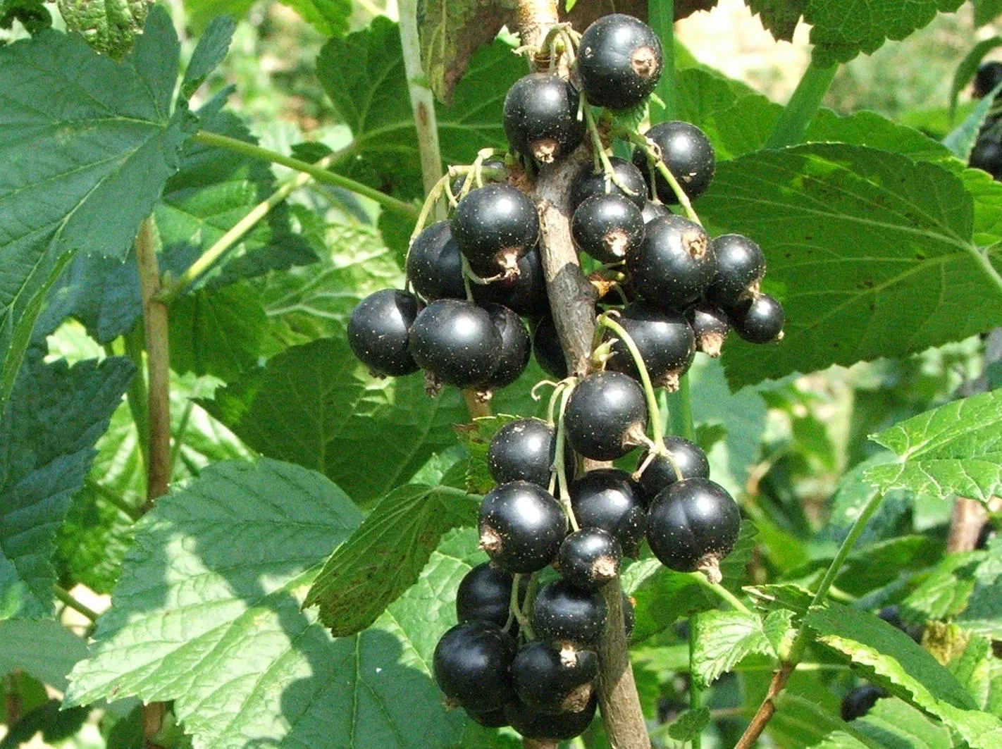 Clusters of ripe black currants on a shrub.