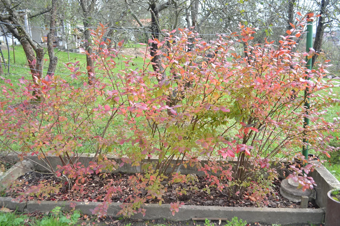 A spreading highbush blueberry shrub with many woody stems and red autumn foliage.