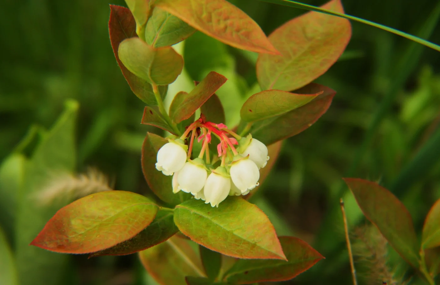 A cluster of pale bell-shaped blueberry flowers beneath reddish-green leaves.