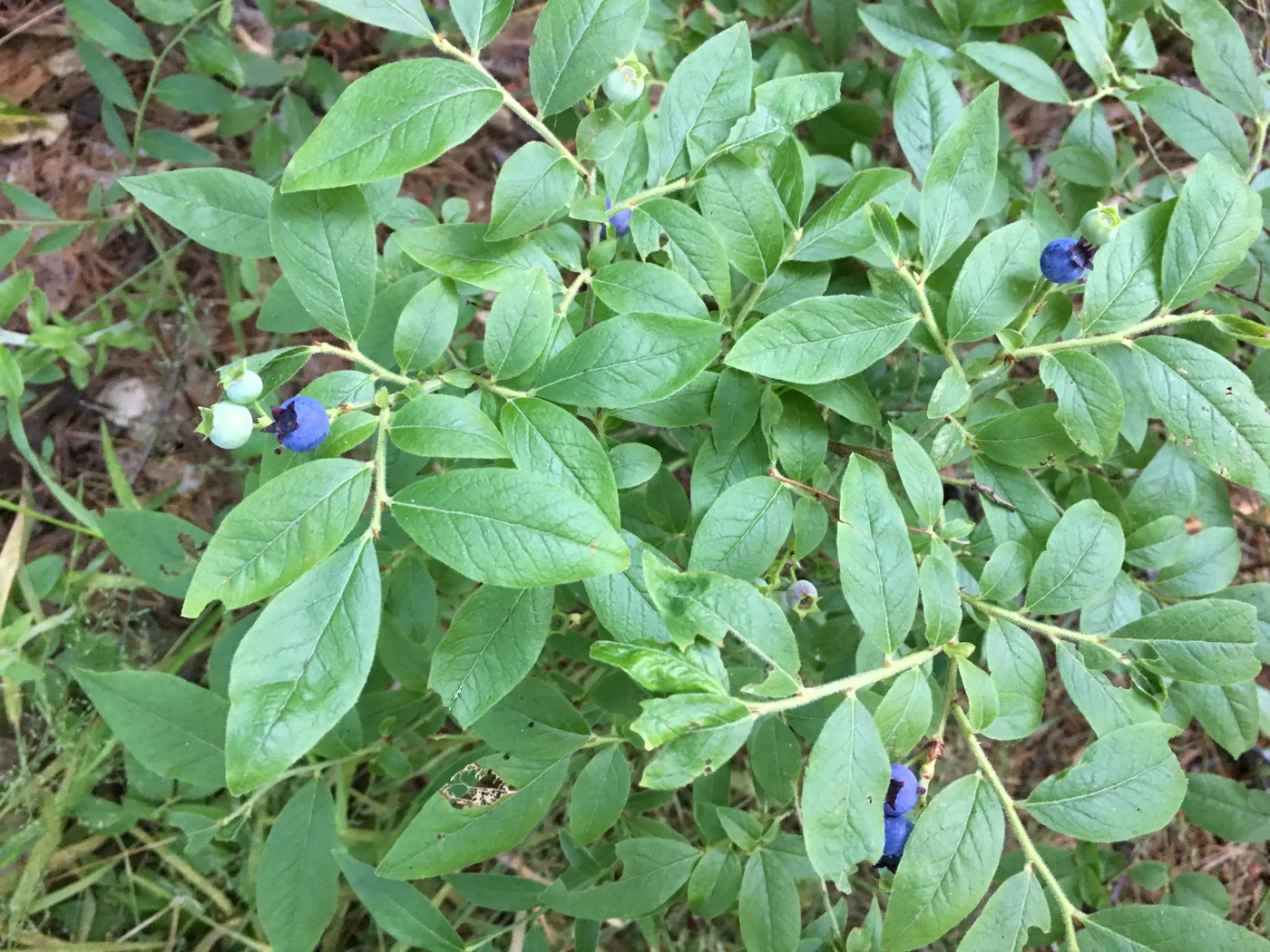A blueberry bush bearing both pale unripe berries and blue berries among green leaves.