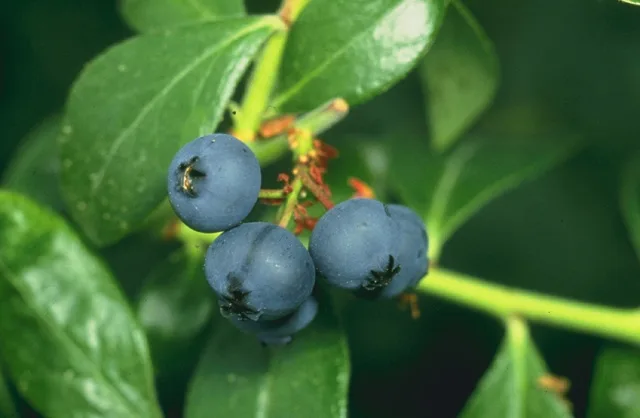 Ripe blueberries clustered on a bush.