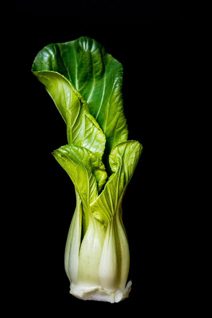 Bok choy plants with pale stems and green leaves.