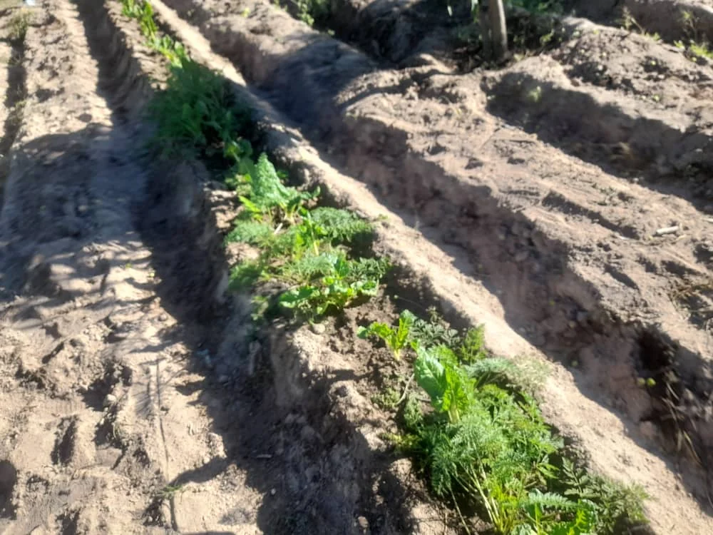 Carrot foliage along a soil ridge, with other broad leaves and shadows visible.