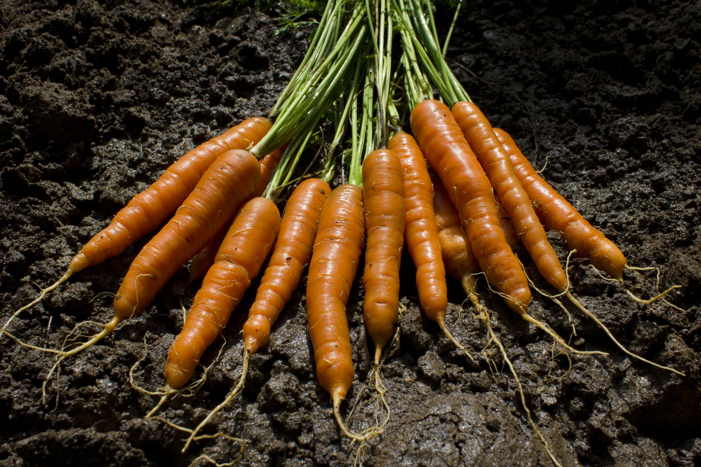 Orange carrots of varying lengths and thicknesses laid on dark soil with their tops attached.