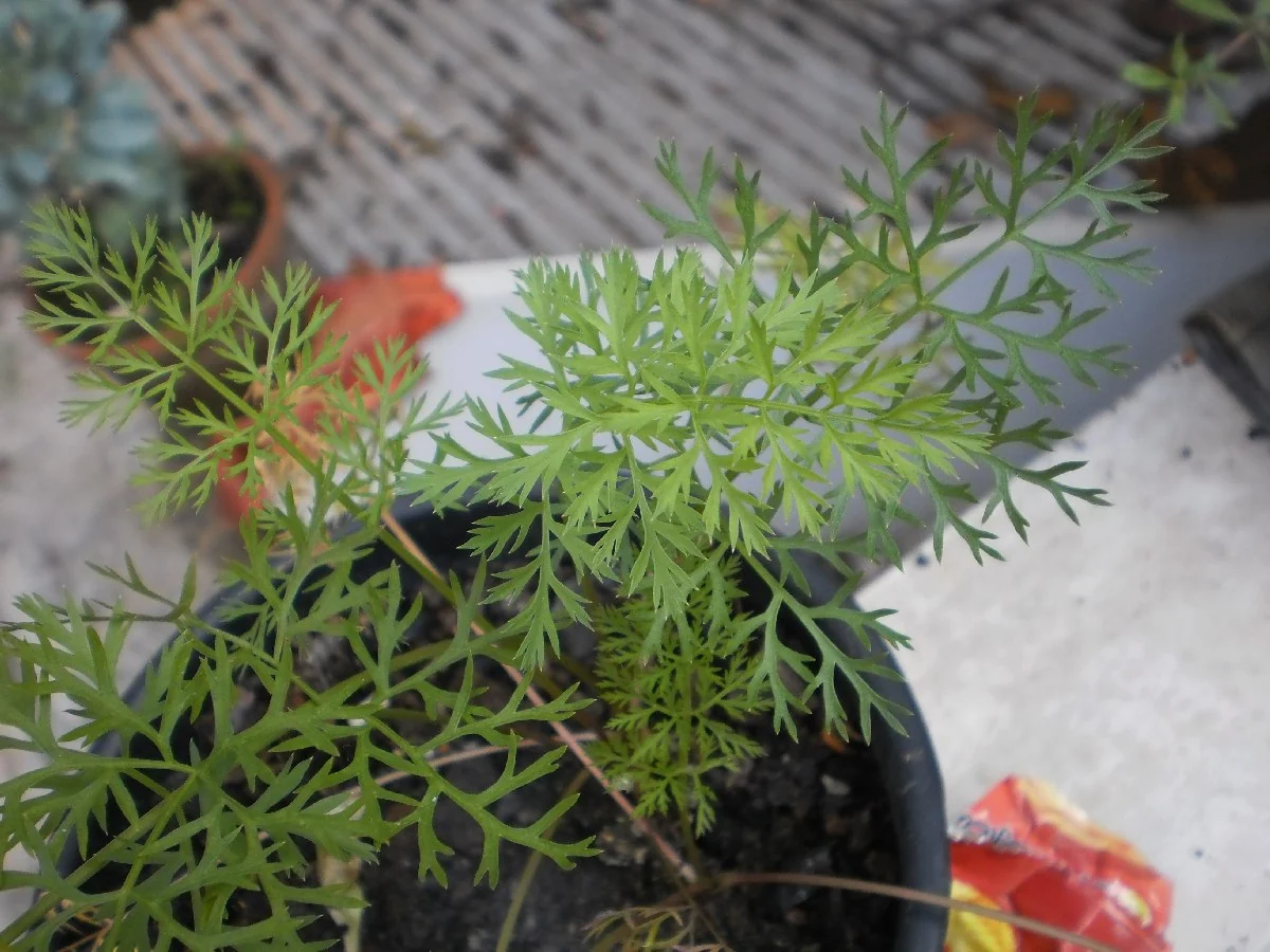 Finely divided green carrot leaves growing above a container.
