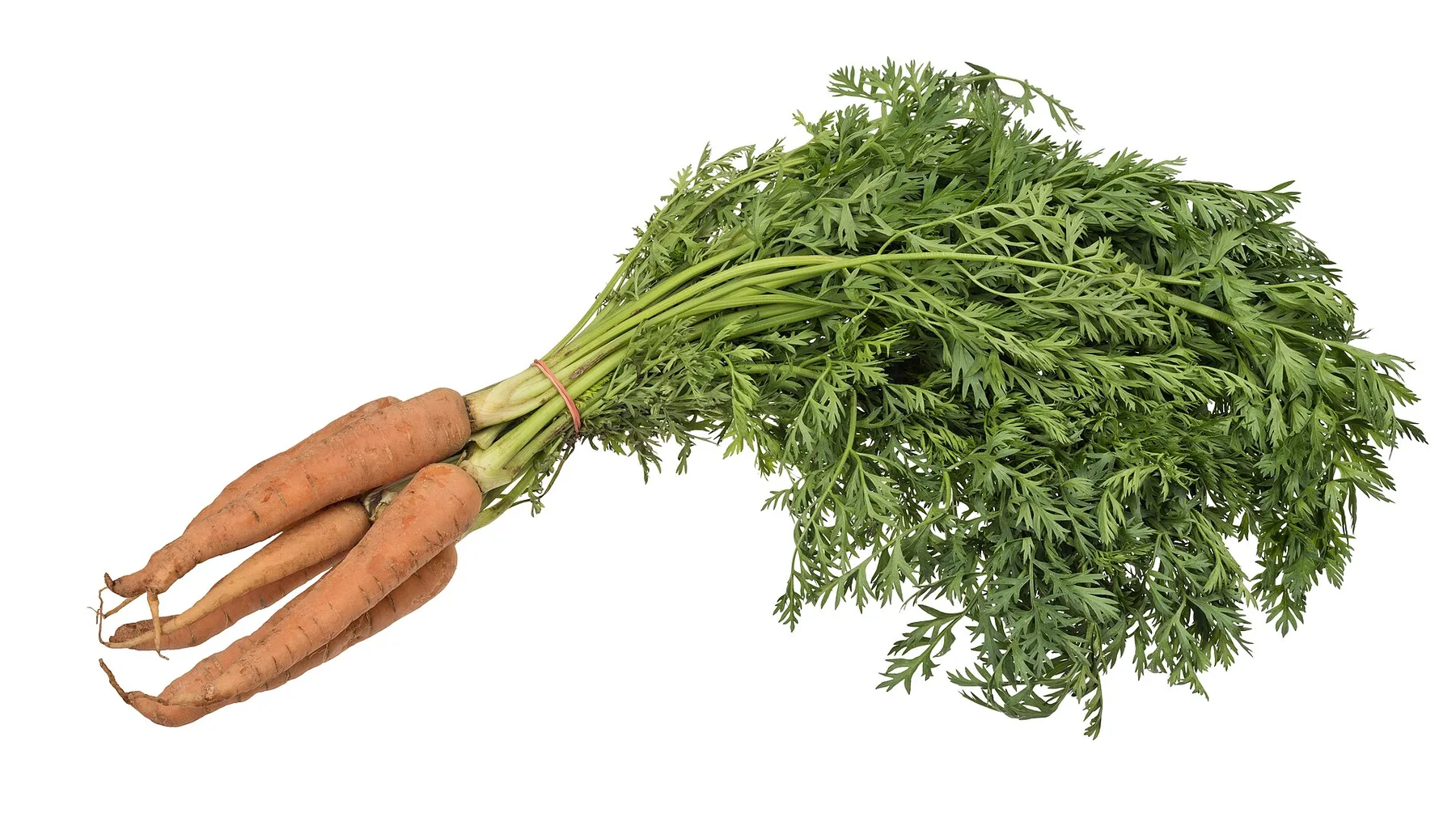 Fresh orange carrots with green tops.