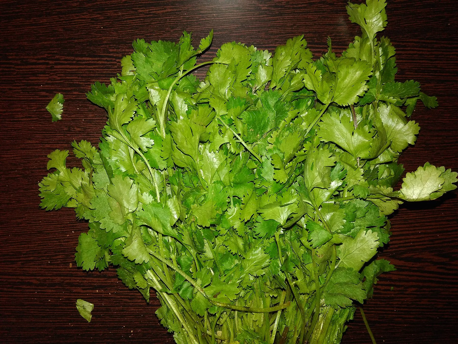 Fresh cilantro leaves growing as a leafy herb.