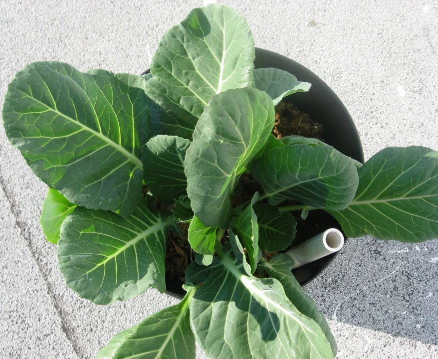 Broad veined leaves spreading from three young collard plants in a container.