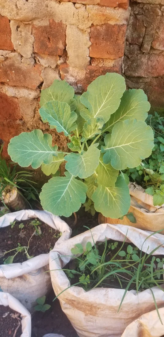 A collard plant viewed from above, with large outer leaves and smaller central leaves.