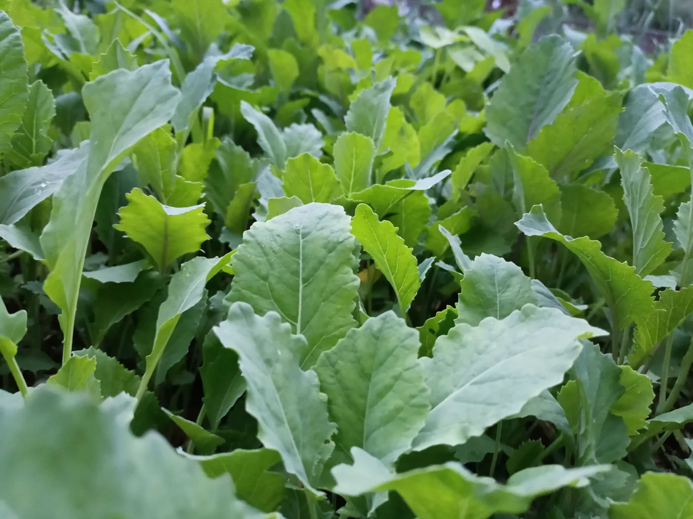 Young collard plants with upright green leaves, photographed in Kashmir.
