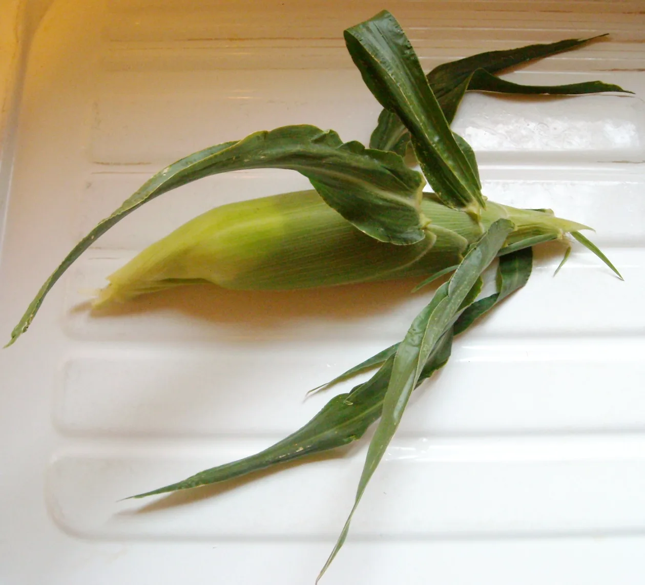 Ears of sweet corn with fresh green husks.