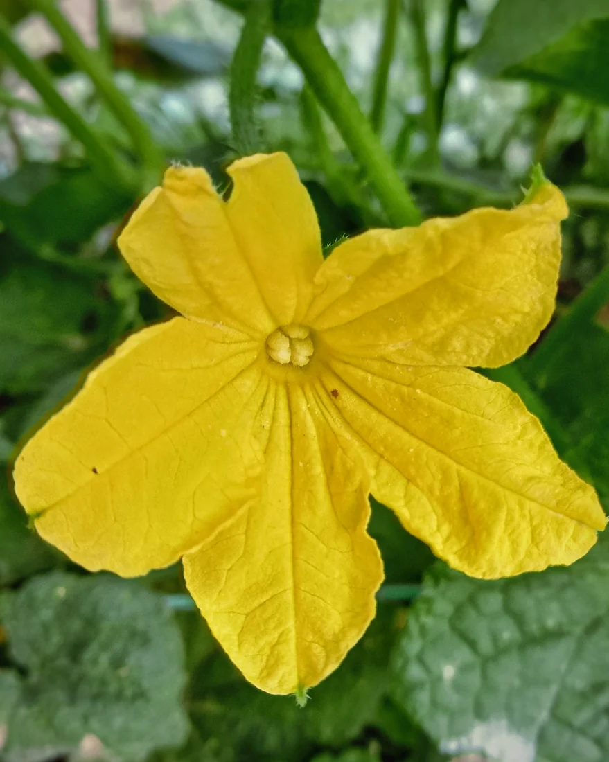A yellow cucumber flower with five broad lobes against green foliage.