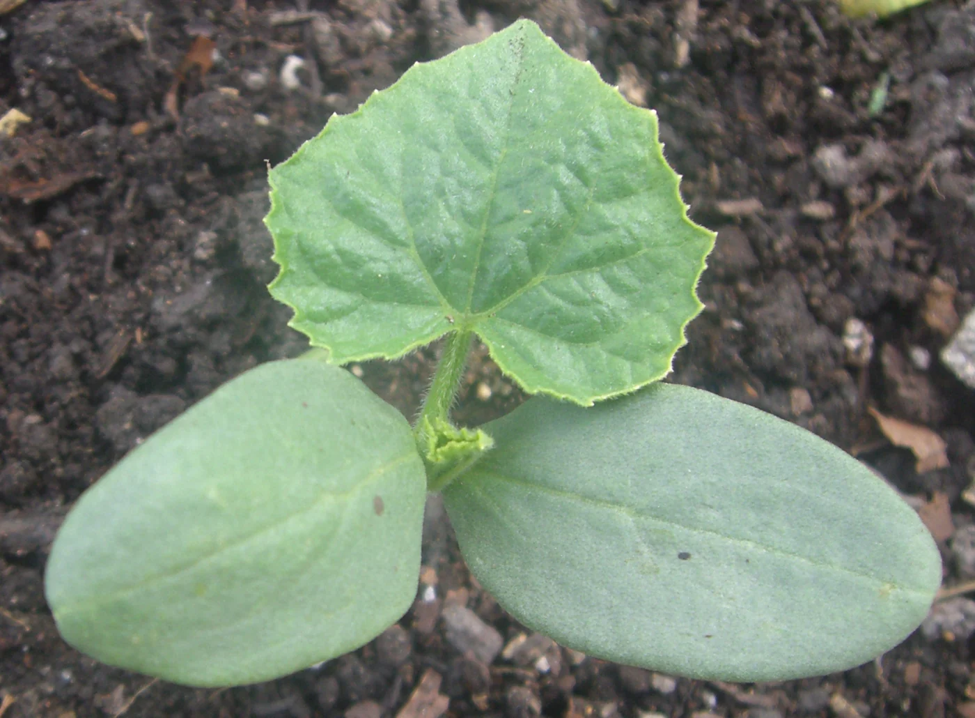 A cucumber seedling with two oval seed leaves and a newer lobed leaf above them.