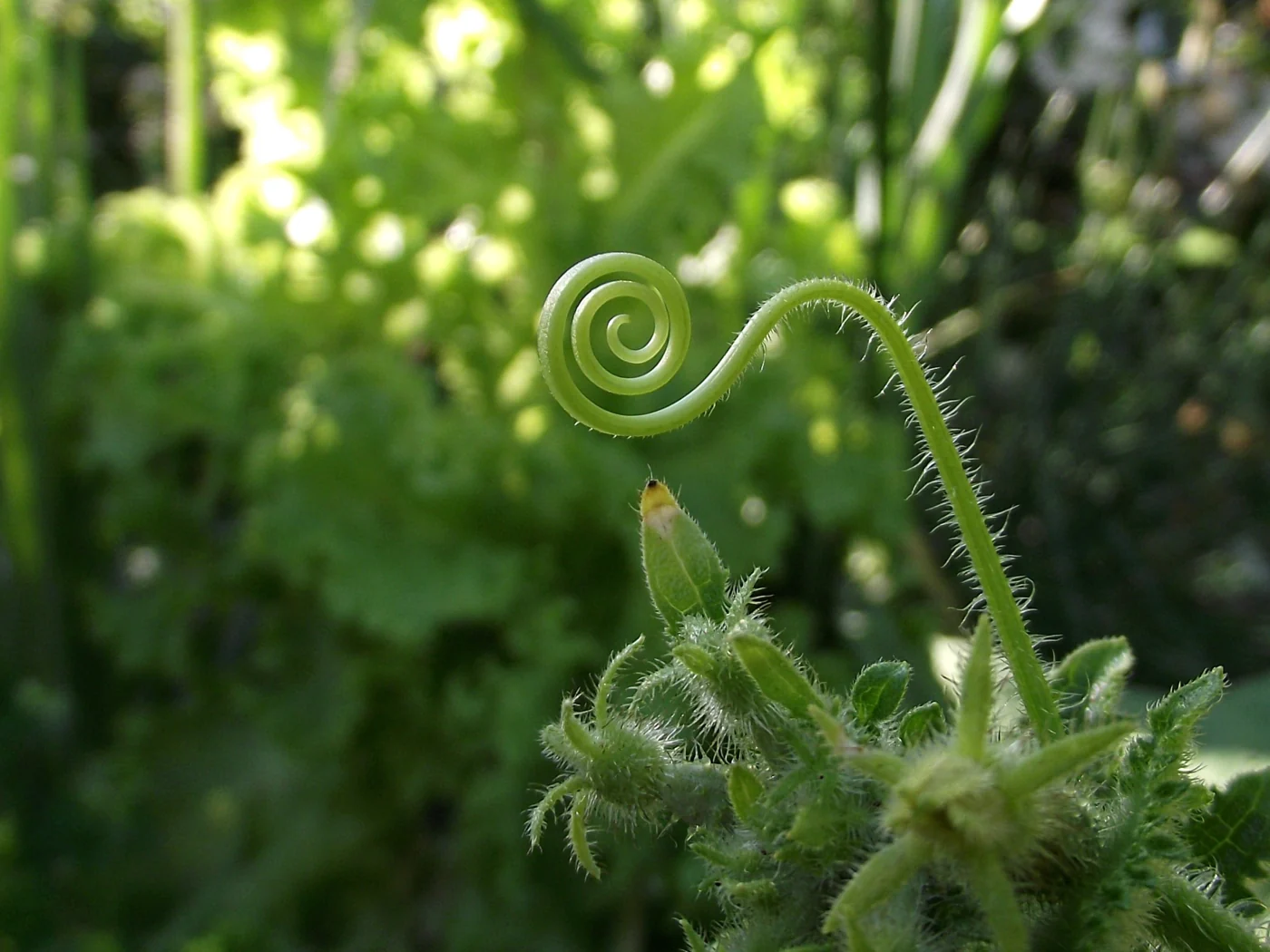 A slender cucumber tendril forms a spiral above hairy stems and young leaves.