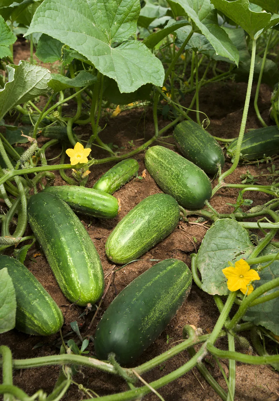 Cucumbers growing on a vine.