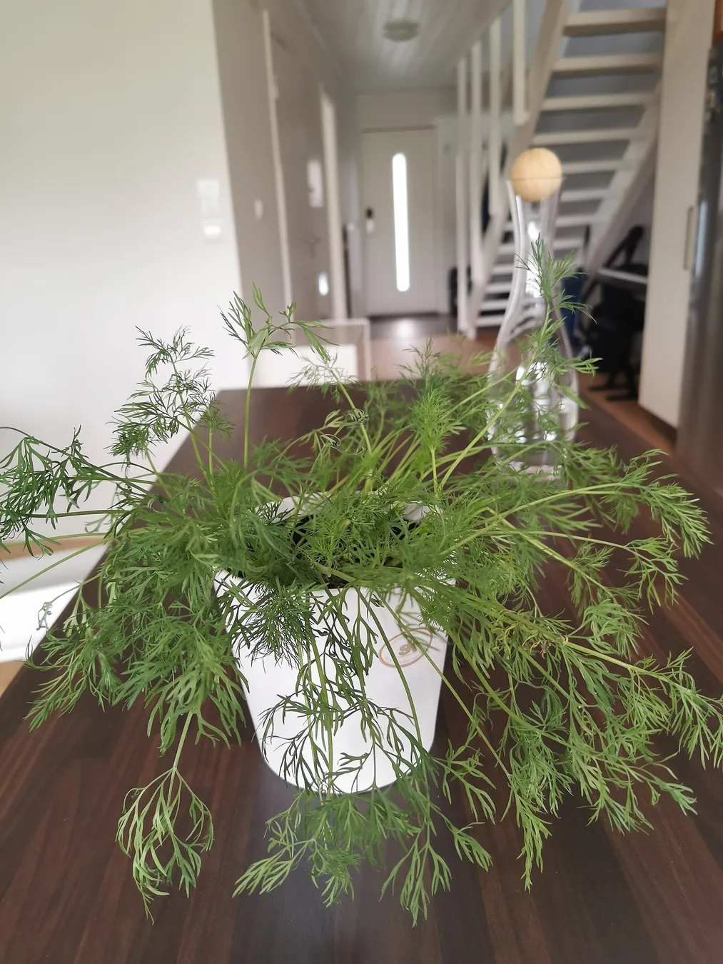 Feathery dill foliage growing in a pot.