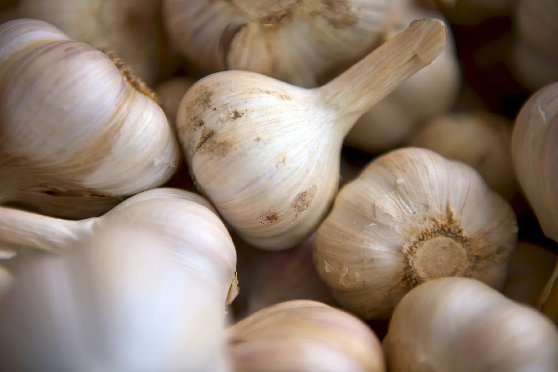 Garlic bulbs with papery white skins.