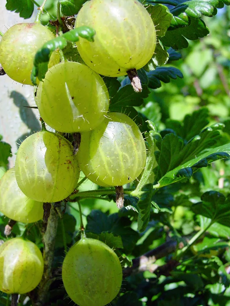Gooseberries ripening on a thorny shrub.