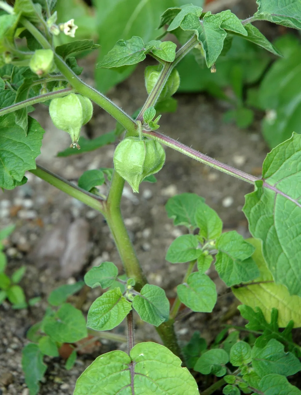 Ground cherries enclosed in papery husks.
