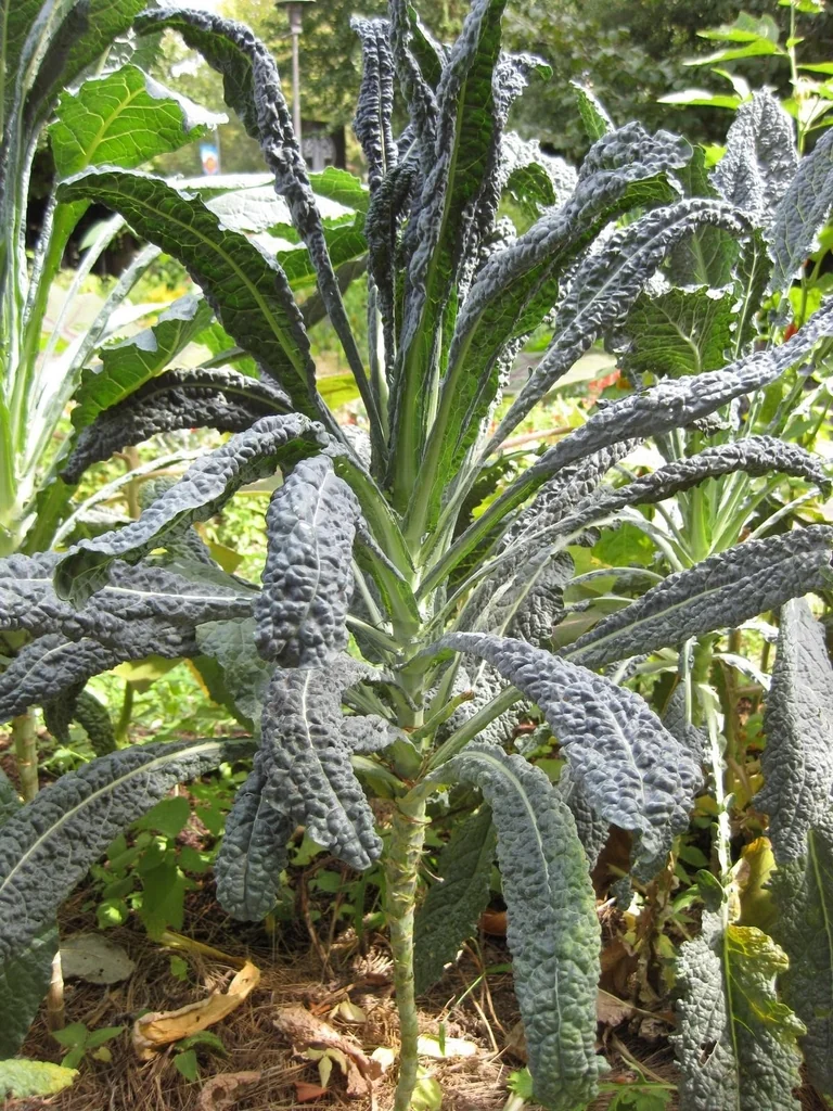 Long, dark, textured lacinato kale leaves spread from an upright stem in a garden.