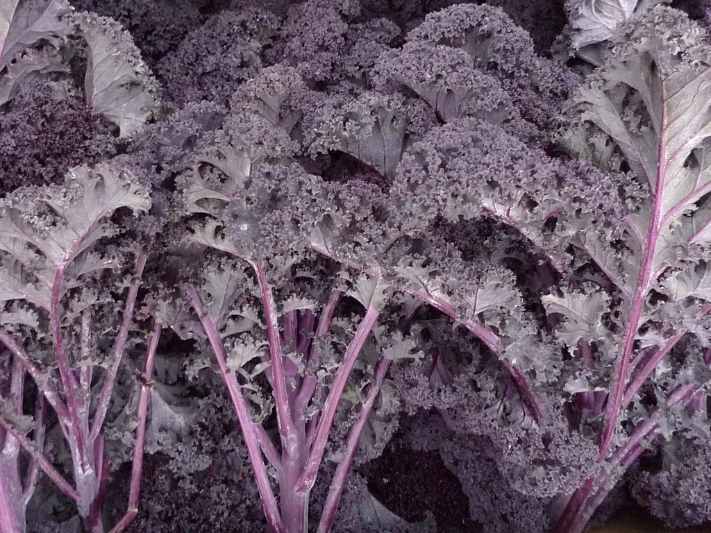 Purple kale leaves with densely curled edges and pink-purple stalks growing outdoors.