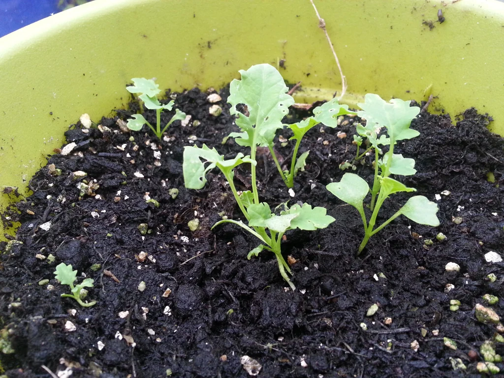 Young kale plants with rounded seed leaves and emerging toothed leaves in a green container.