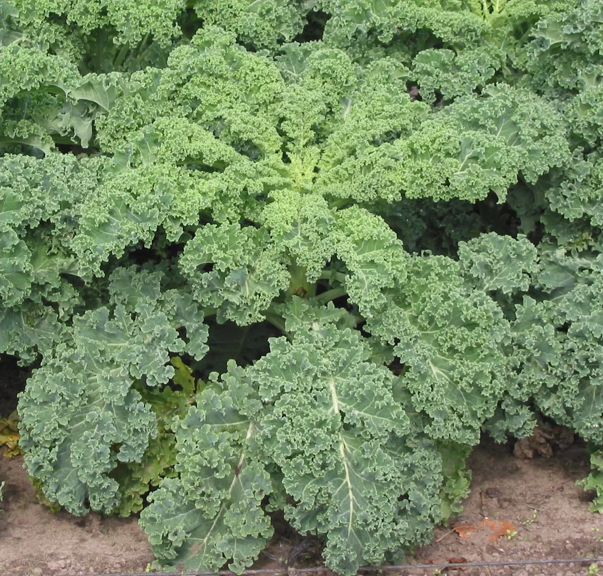 Curled kale leaves in the garden.