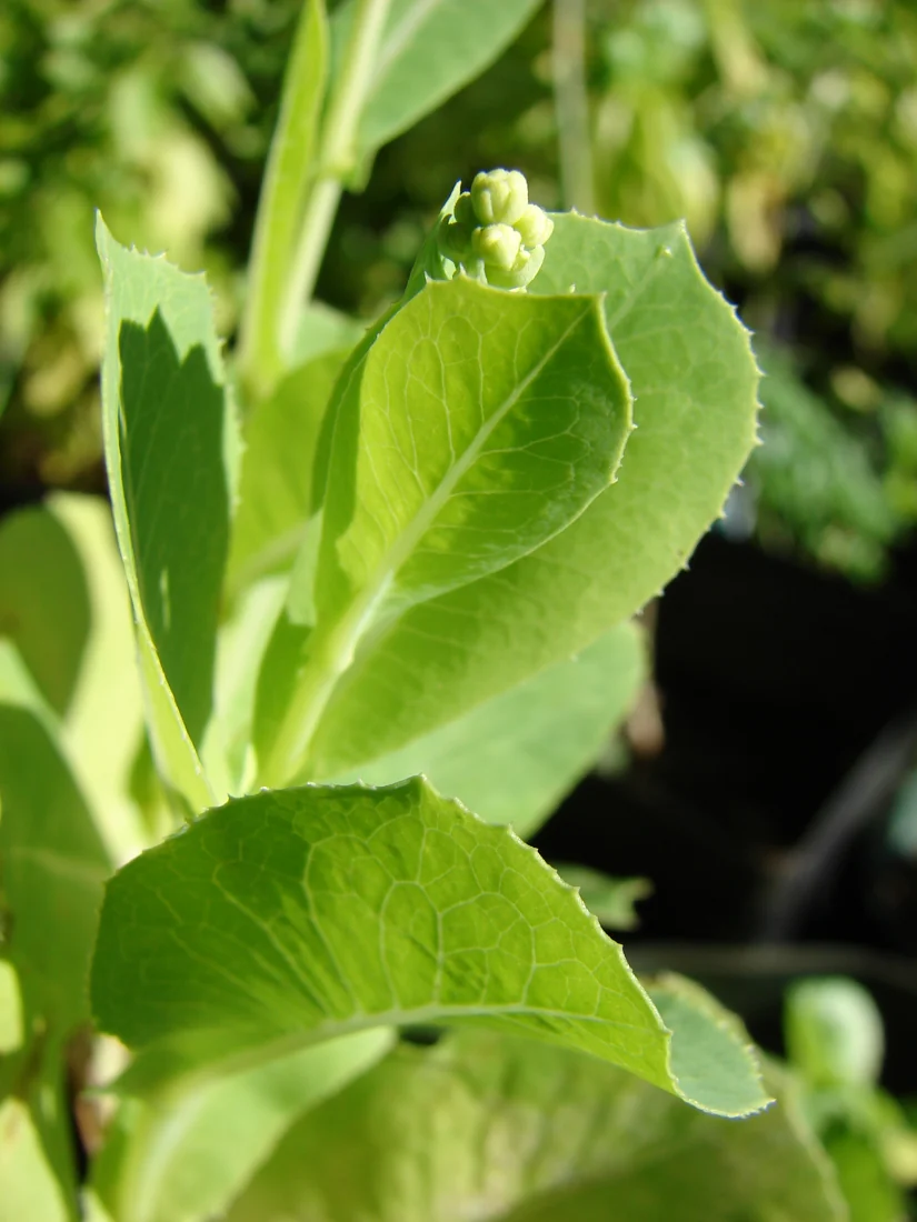 Leaves attach along an upright lettuce stem with a cluster of unopened buds near the top.