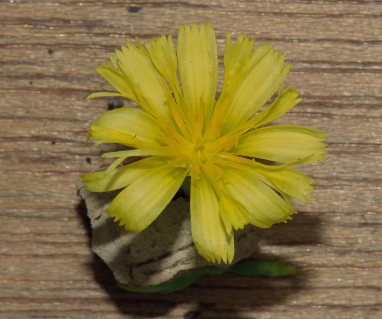 A detached yellow lettuce flower head rests on a wooden surface.