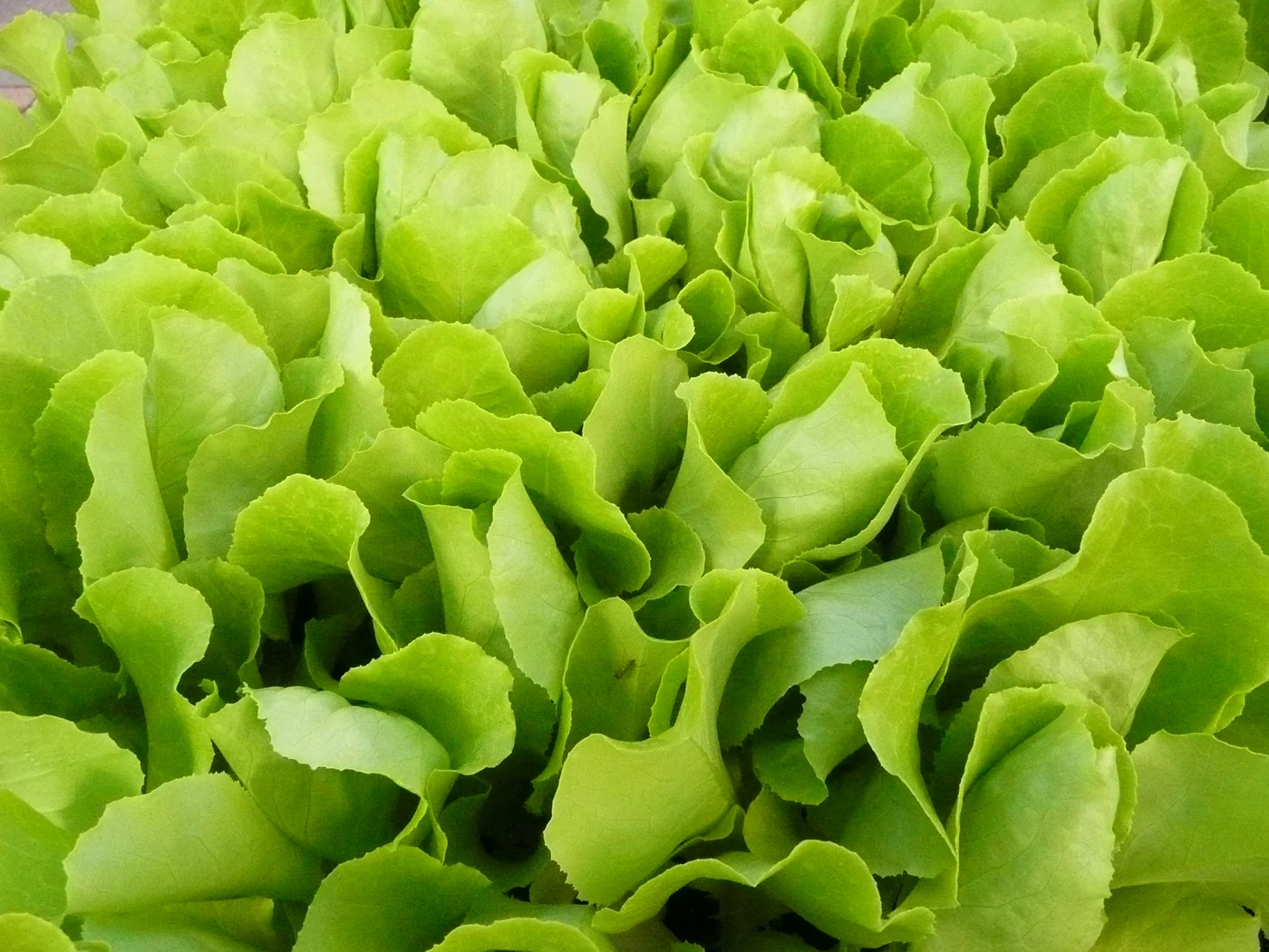 Closely grouped young lettuce plants with light-green leaves.