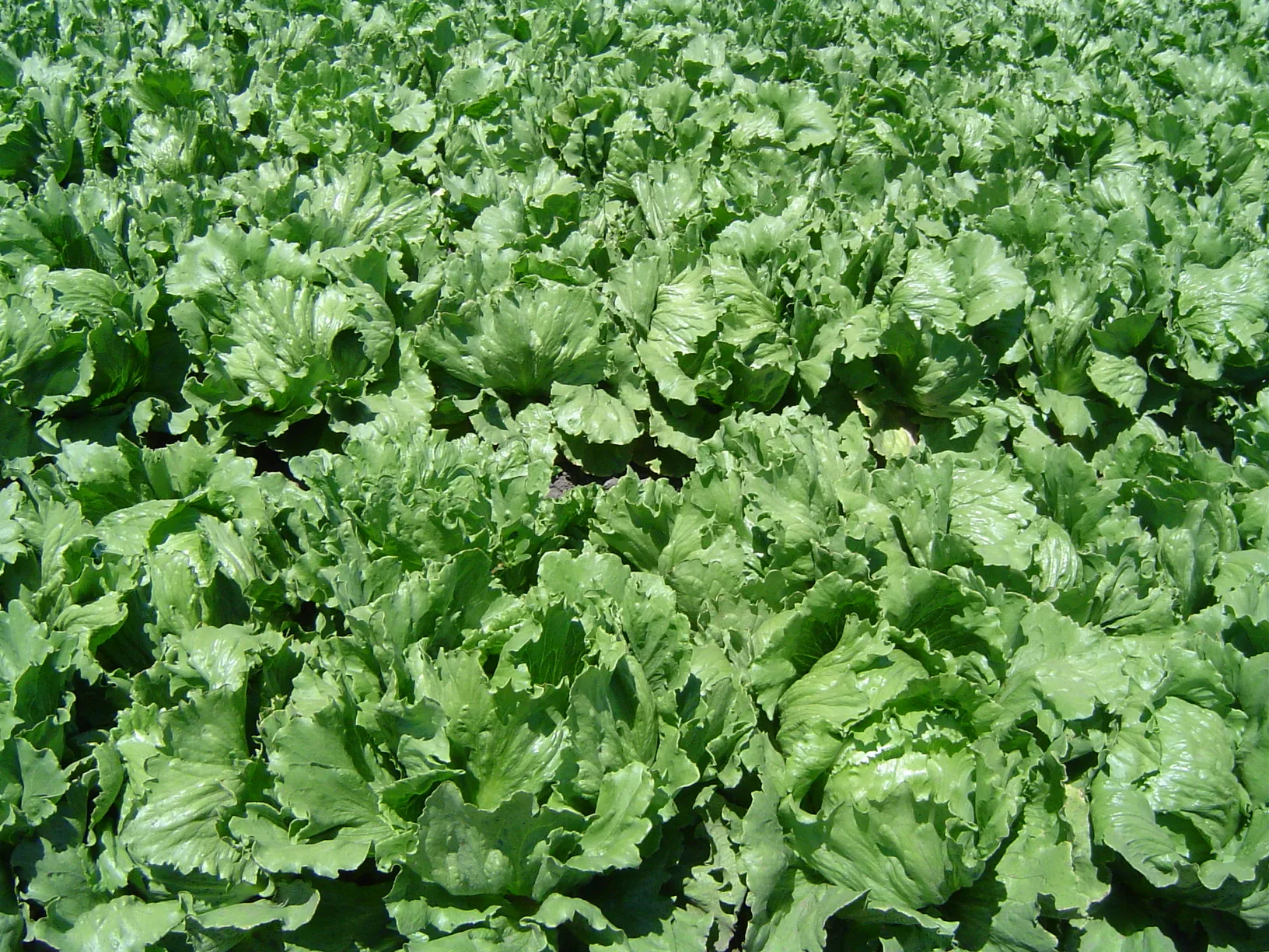 A head of lettuce with layered green leaves.