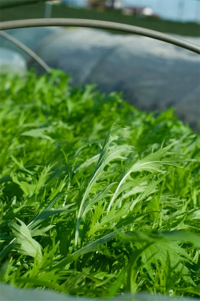 Mizuna mustard greens with deeply cut leaves.