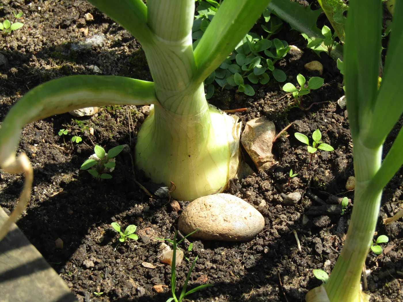 A pale onion bulb widens at the soil surface beneath green upright leaves.