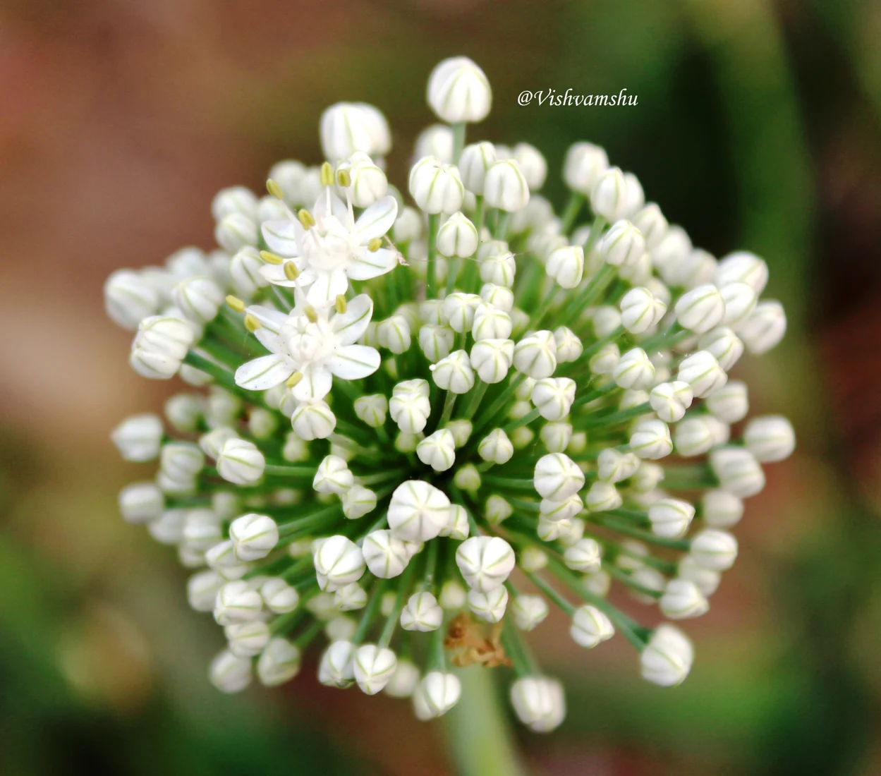 Small white onion flowers and unopened buds form a rounded cluster.