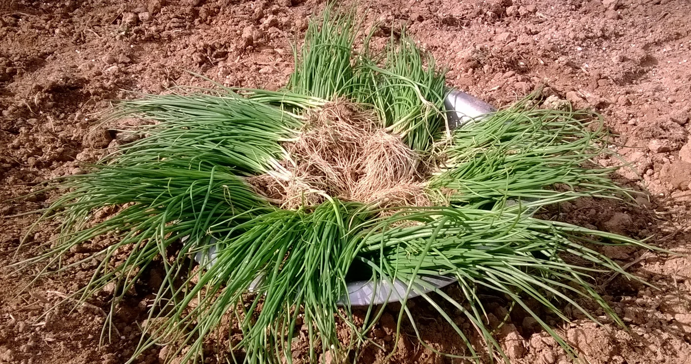 Lifted onion seedlings with narrow green leaves and a cluster of pale roots.
