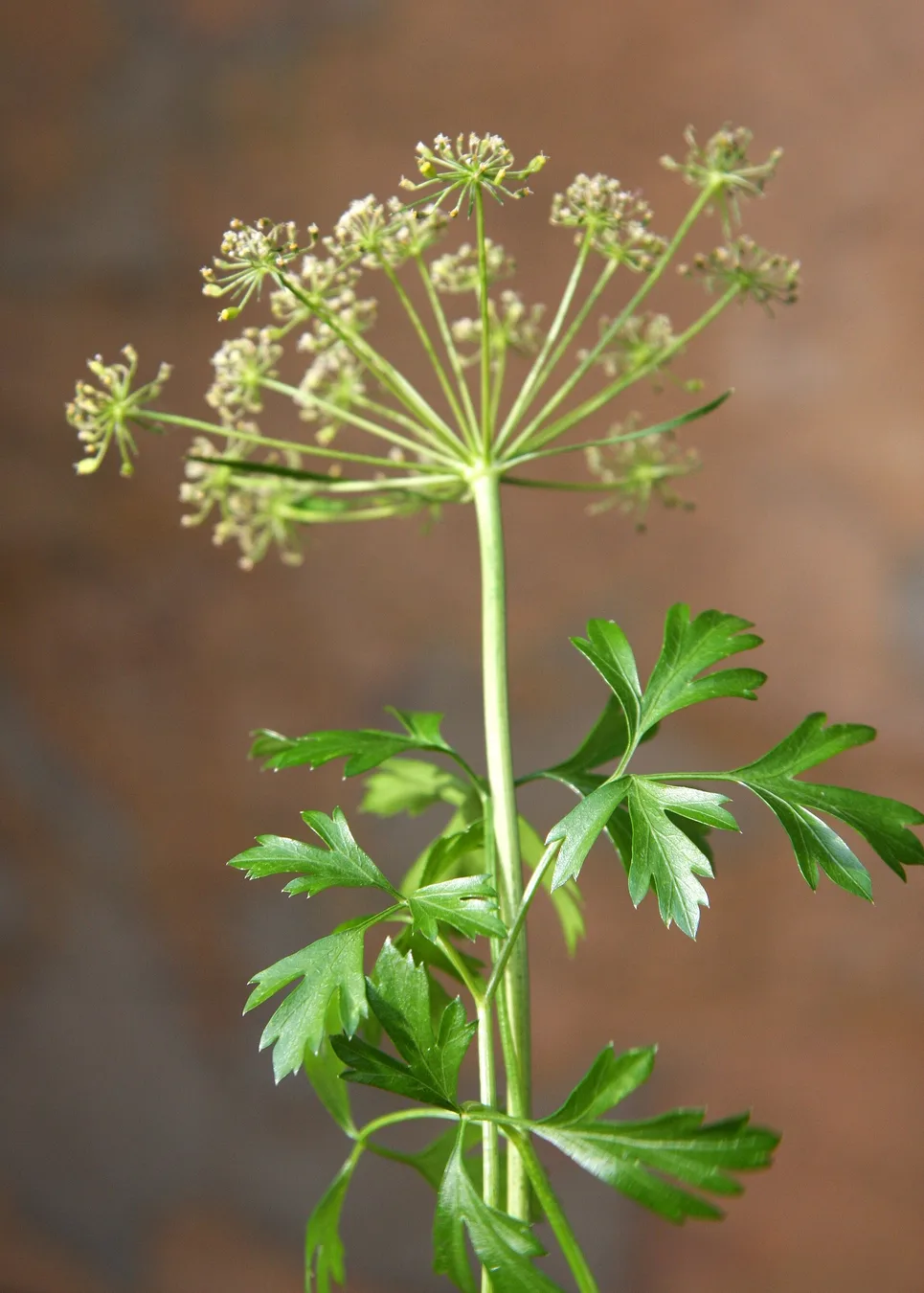 Parsley leaves growing in a dense green clump.