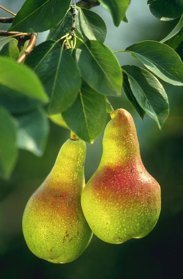 Pears ripening on a tree.