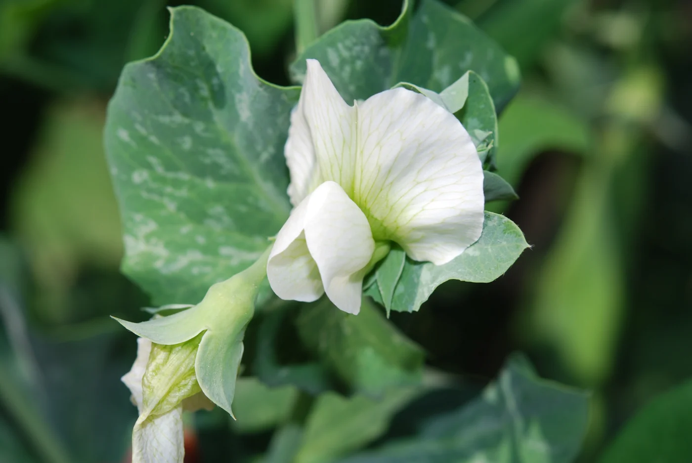 A white pea flower with broad upper petals and folded lower petals against green foliage.