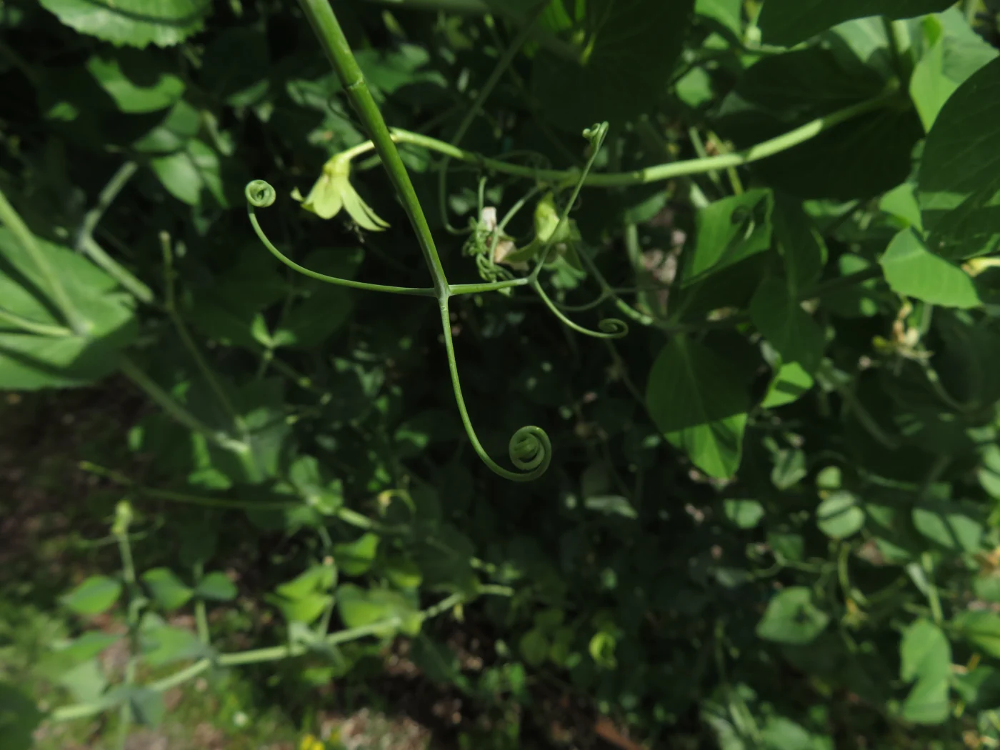 Slender pea tendrils curling into coils among green stems and leaves.