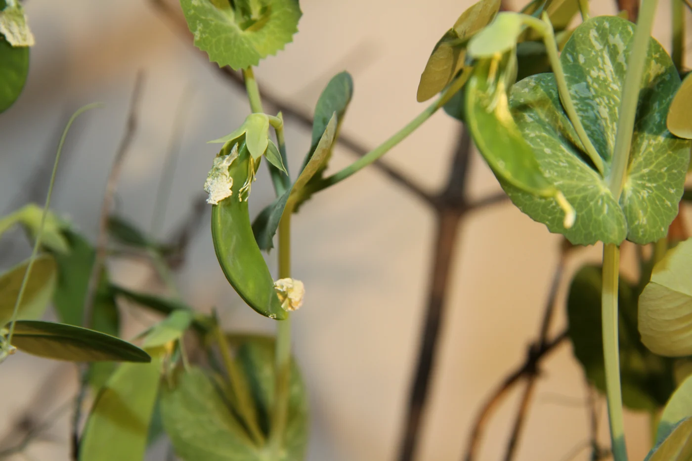 A small green pea pod hangs from a stem, with dried flower remains still attached.