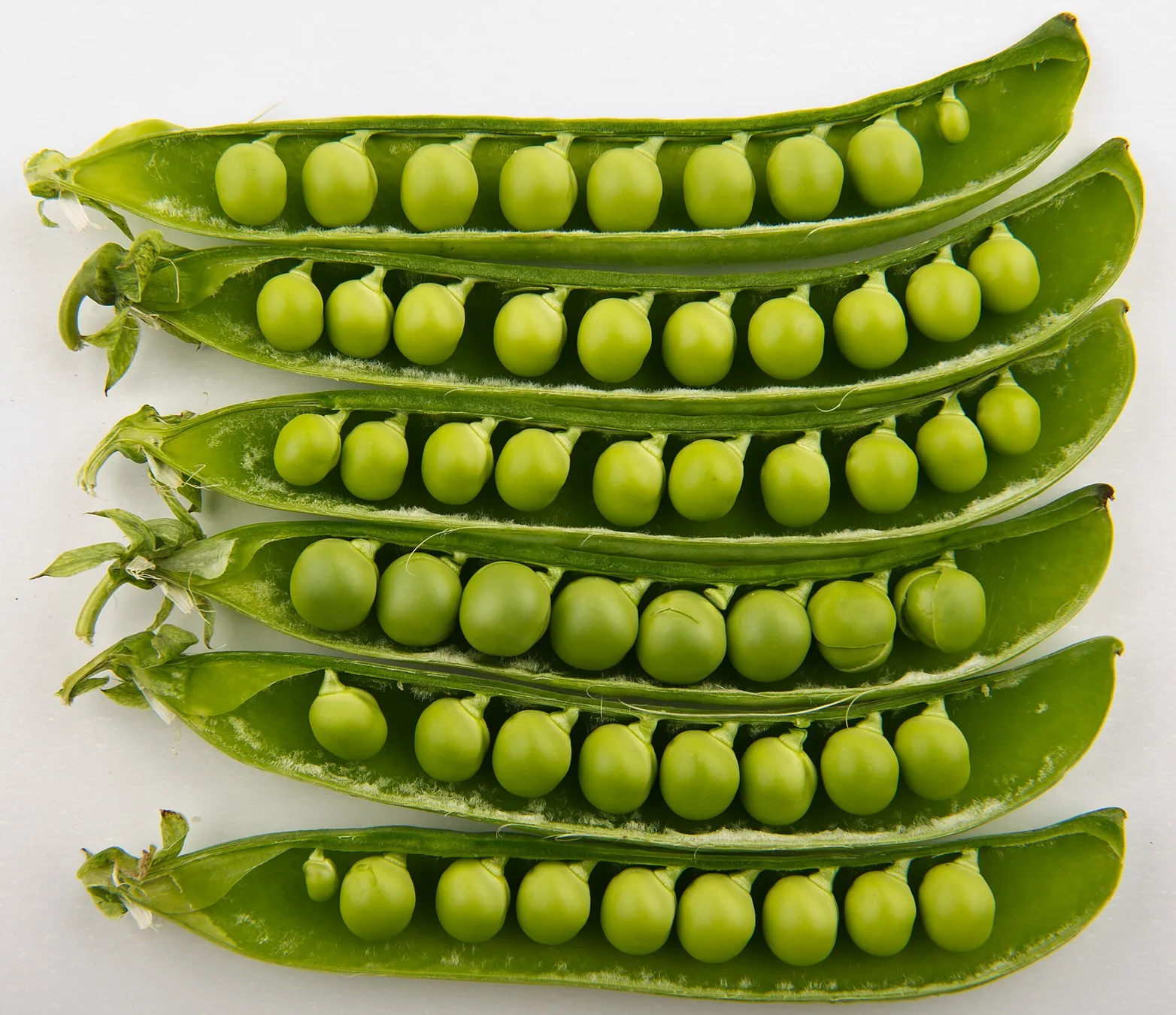 Green pea pods on climbing vines.