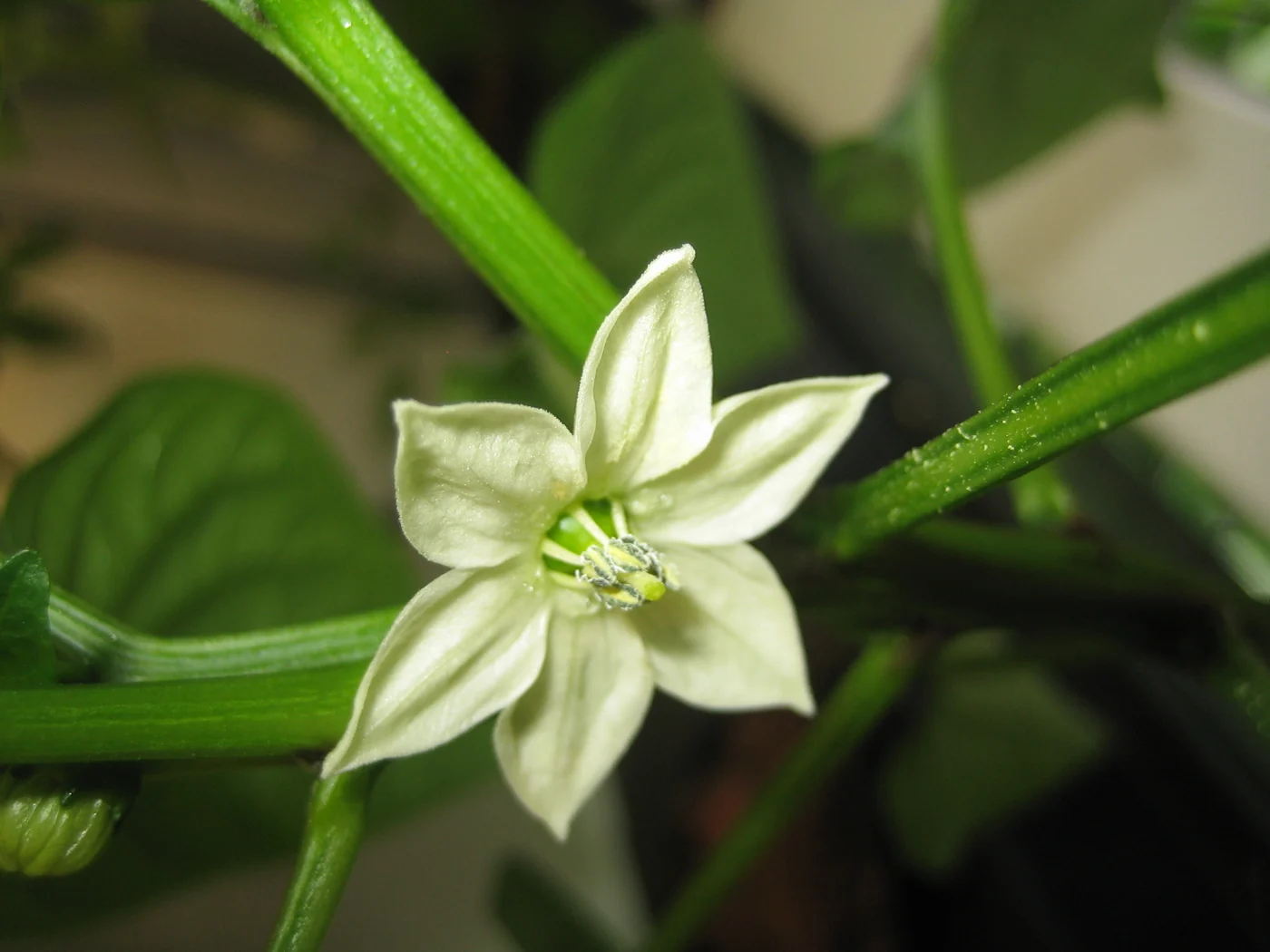 A pale pepper flower opens between green stems and leaves.