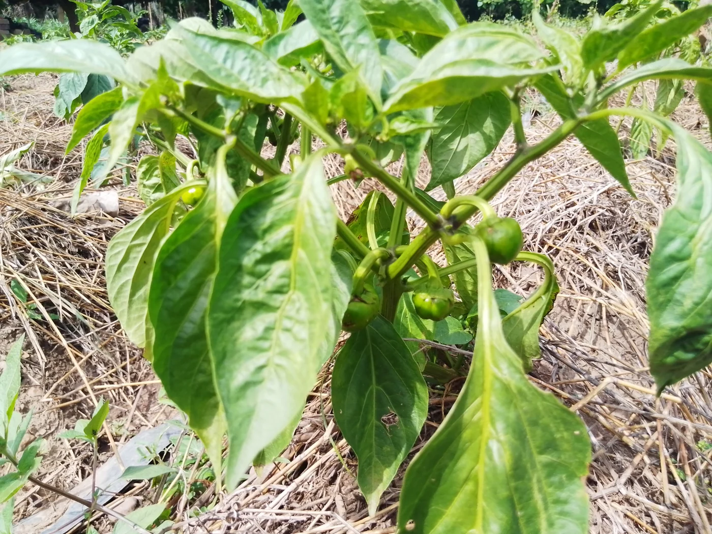 Green bell peppers hang among broad leaves above straw-covered soil.