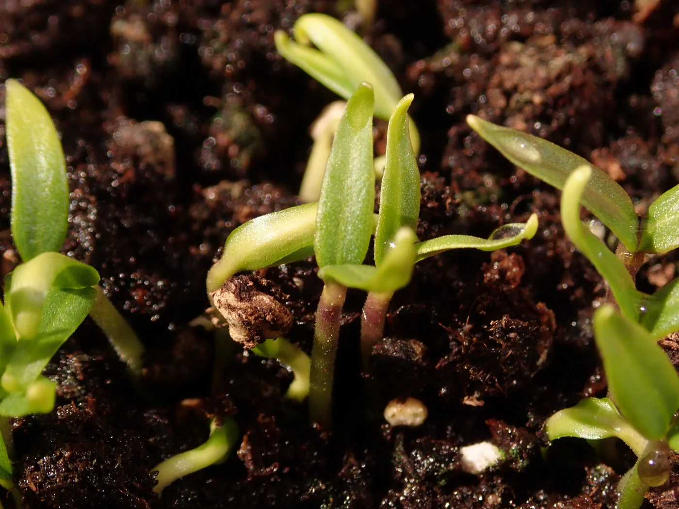 Young pepper seedlings with slender pale-green leaves emerging above dark potting mix.